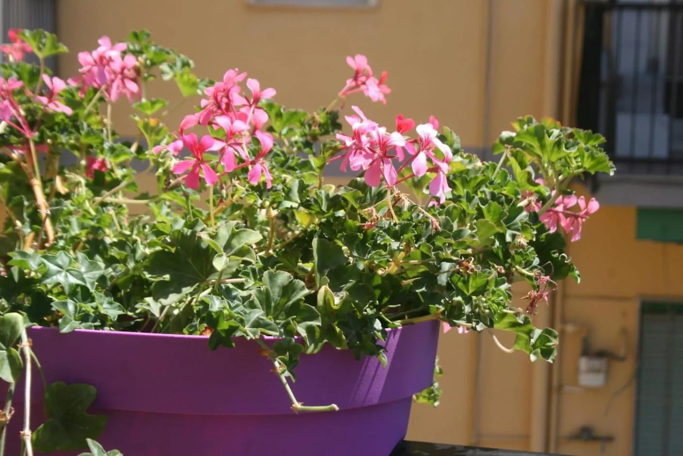 Pink Fox - Family Apartment - Portici